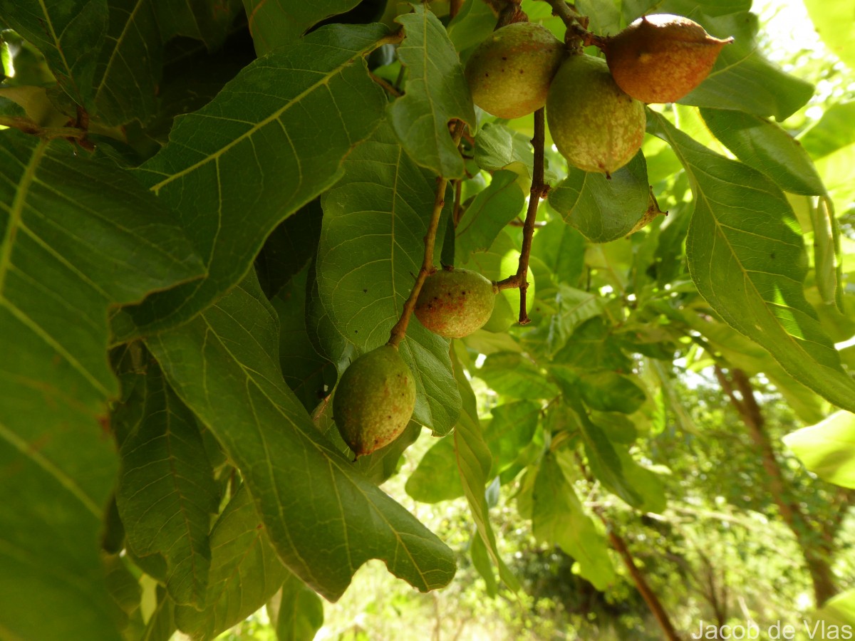 Schleichera oleosa (Lour.) Oken